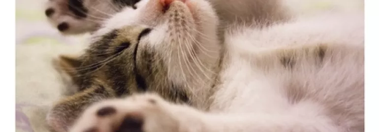 A sleeping kitten with paws stretched out on a blanket.