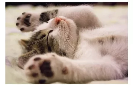 A sleeping kitten with paws stretched out on a blanket.